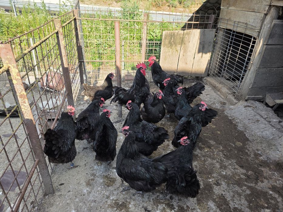 Gaini de rasa Australorp negru