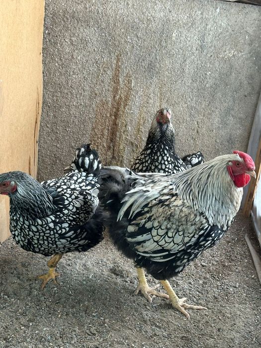 Продам кур, виандот