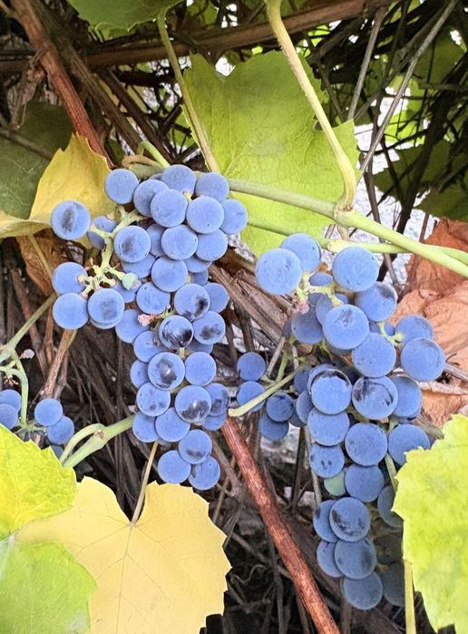 Продам домашний виноград "Изабелла"