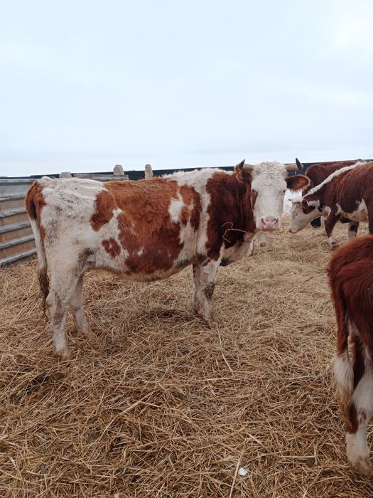 Продам     корову