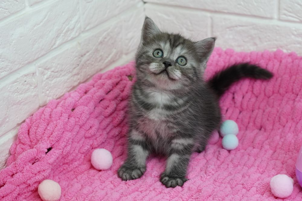 ШОтландские котята