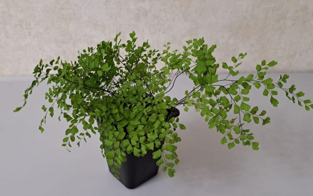 Цветы Цветы Цветы