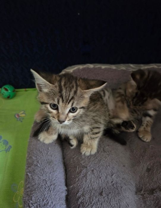 Бесплатно котят в добрые руки