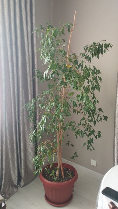 продам цветы комнатные