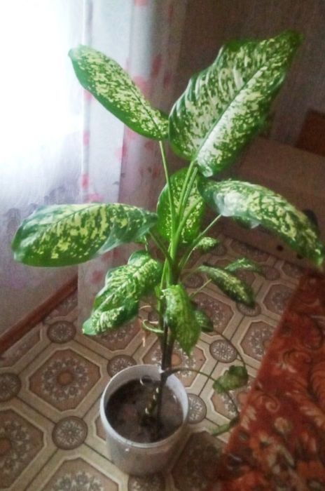 Продам цветы Диффенбахия