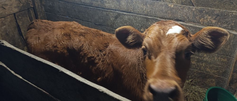 Продам телёнка (бычёк)