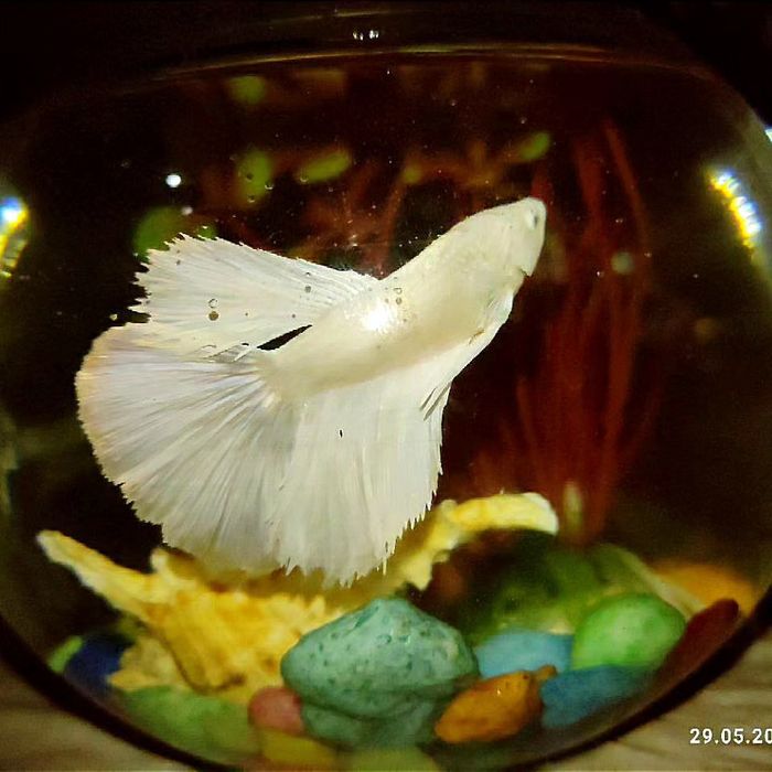 Аквариум + рыбка петушок + ракушка + растение + грунт в подарок