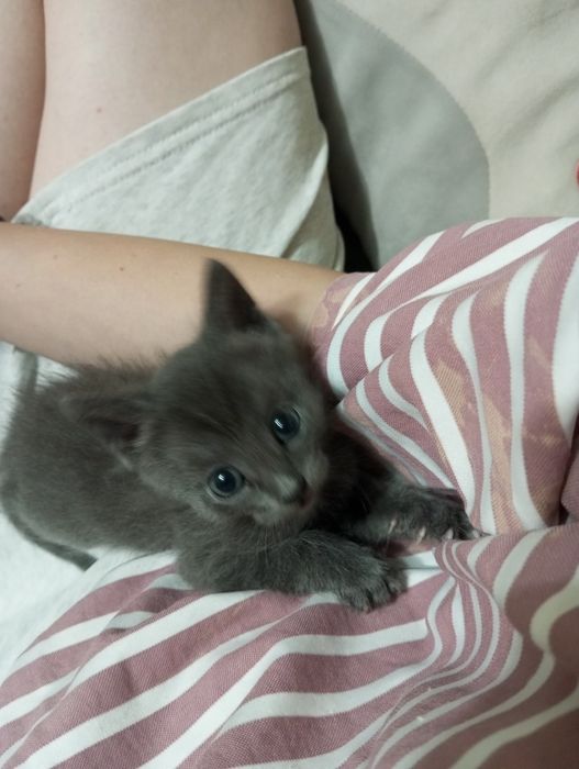 отдам котят бесплатно