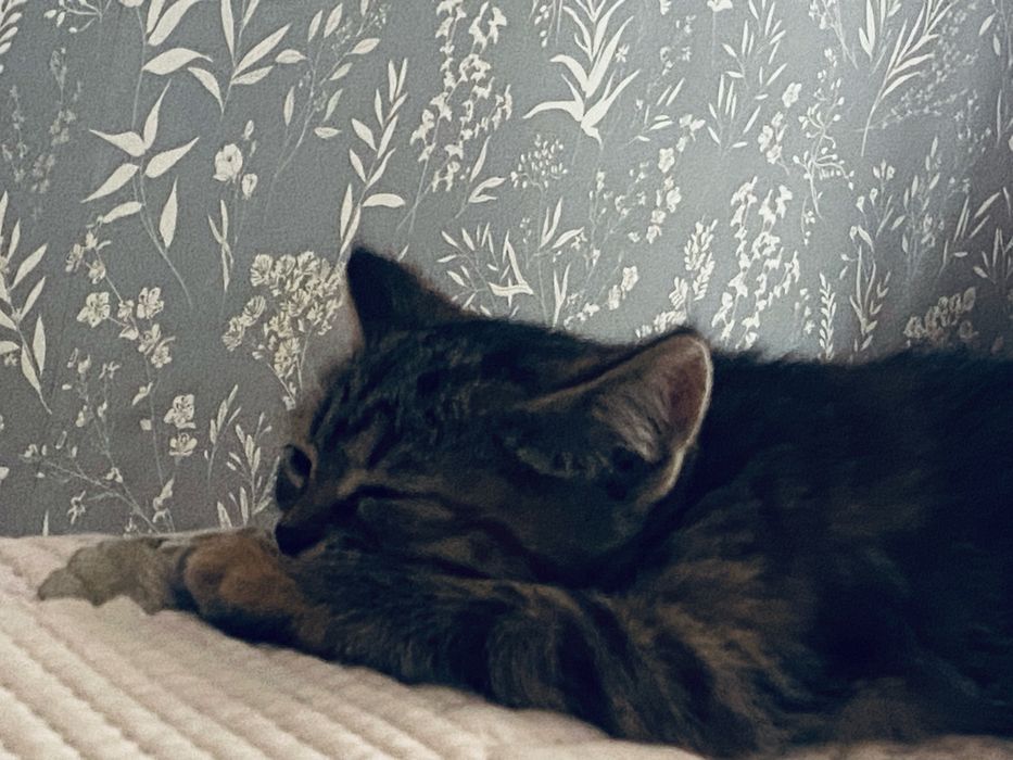 Котенок британец