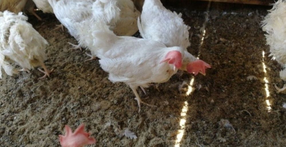 Молодые несушки легорн