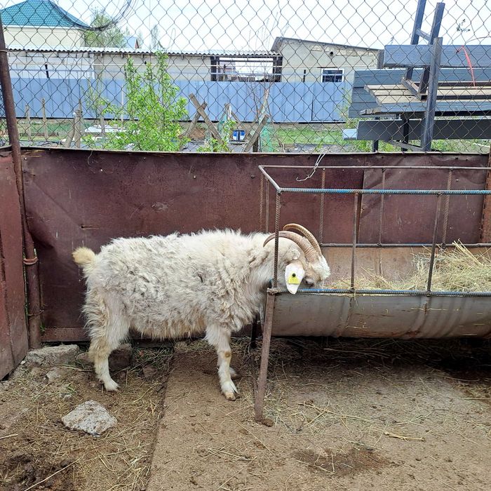 Продам коз три головы