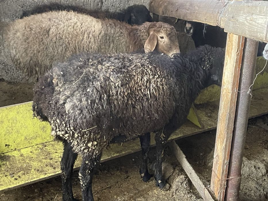 6 бас Бордақы саулық қойлар Семіз