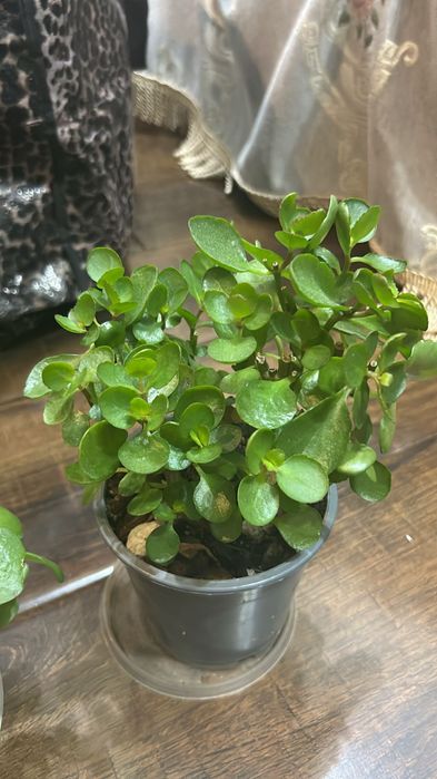 Срочно продается каланхоэ с доставкой