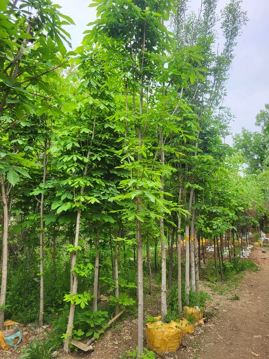 Сливописарди и разные расстении