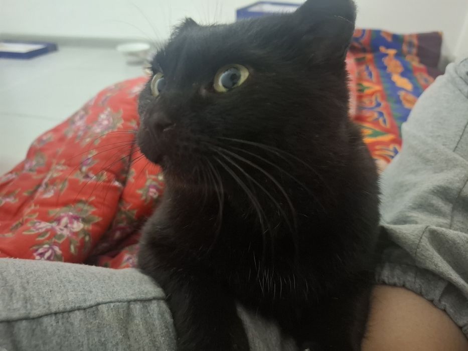 Кот в добрые руки