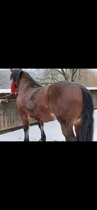 Vând  Harmăsar  Semigreu