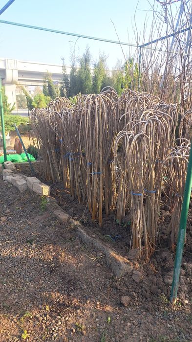 Terak kuchati sotiladi  3 mingdan optomga