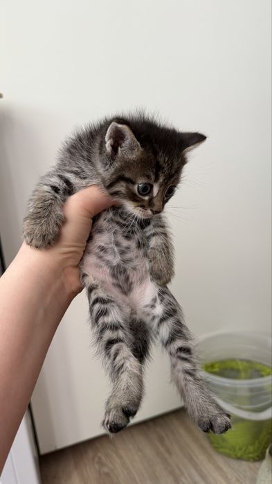 Котята 1.5 месяца