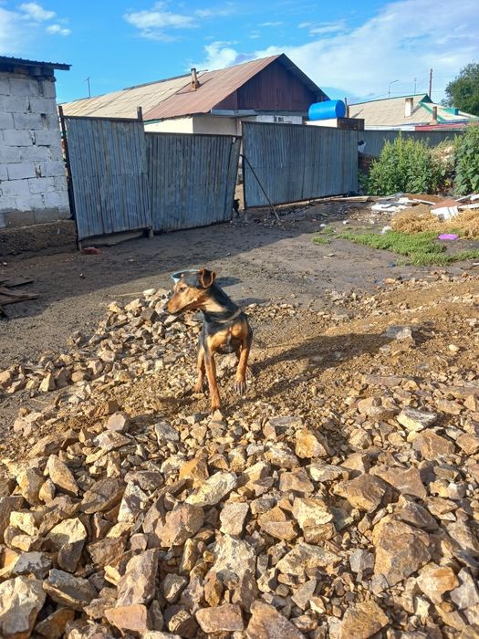 ягдтерьер собака