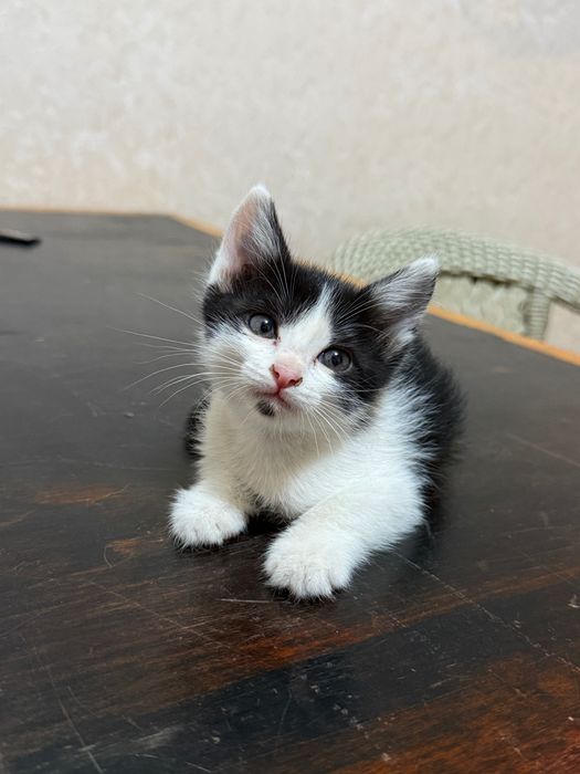 Котята короткошерстные Отдам в добрые руки