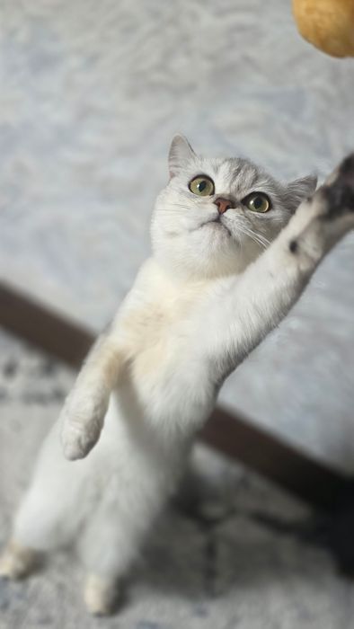 Продается кошечка