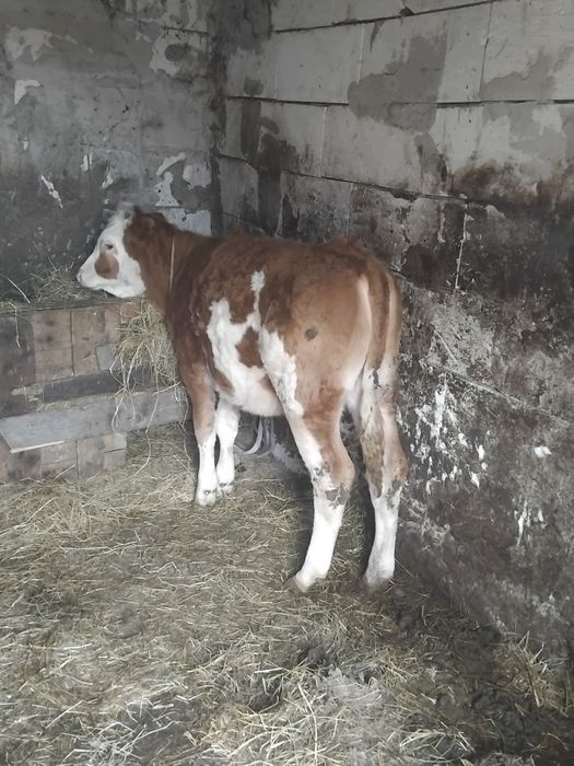 Vând vitea de 5 luni