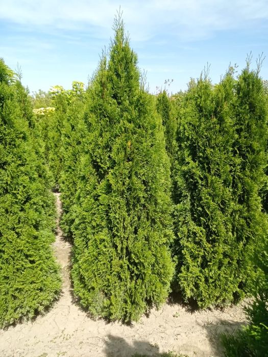 Продаются туя смаракт, брабант.