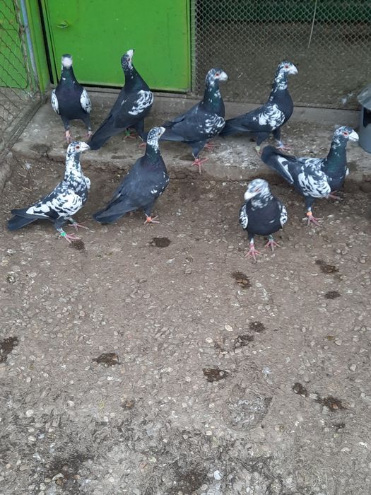 Vând porumbei de frumusețe