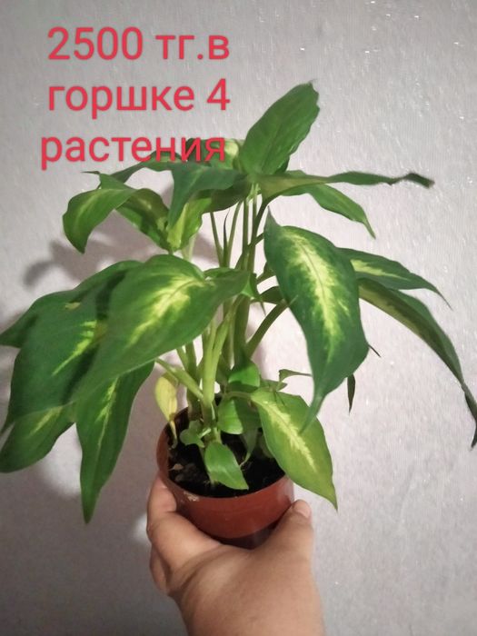 Продам комнатные цветы