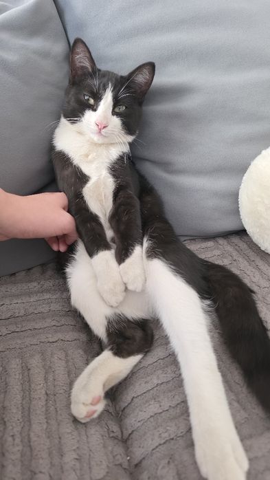 Котенок-мальчик, в добрые руки