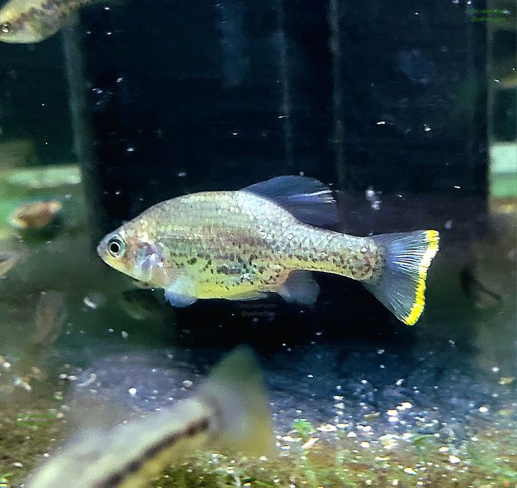 Guppy,  Molly,  Platy,  Ancistrusi,  Xenotoca