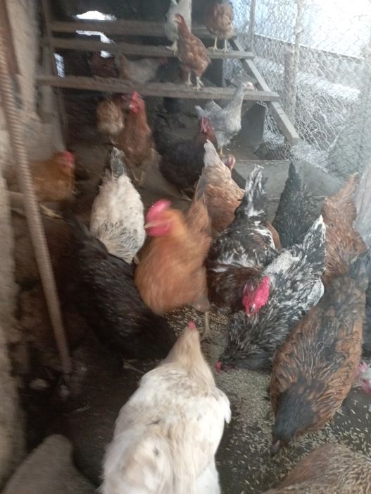 Яйцо  инкубационное куриное