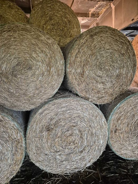 Baloți rotunzi de paie neplouați 150/120