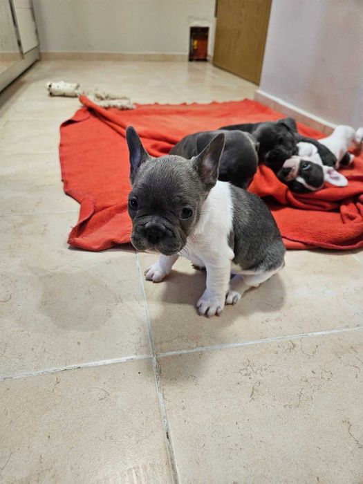 Френски булдочета продавам