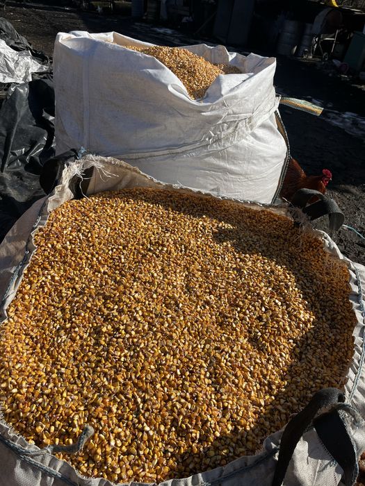 Vand porumb recent sfarmat