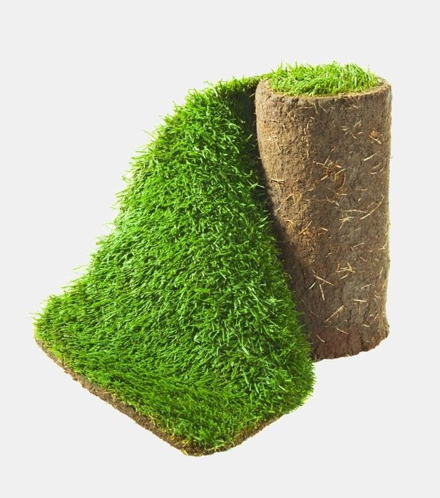 Urug'li va tayor gazon/ уругли ва таёр газон