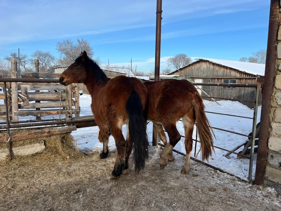 Продам или обменяю двух жеребцов тяжев!