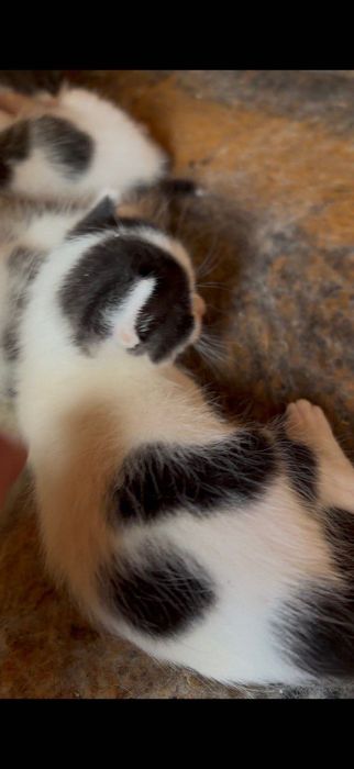 Котенца родени на Гергьовден