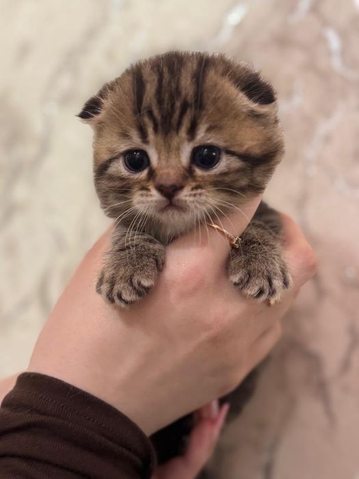 Шотландские малыши