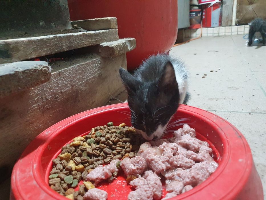 Adopție pisicuțe