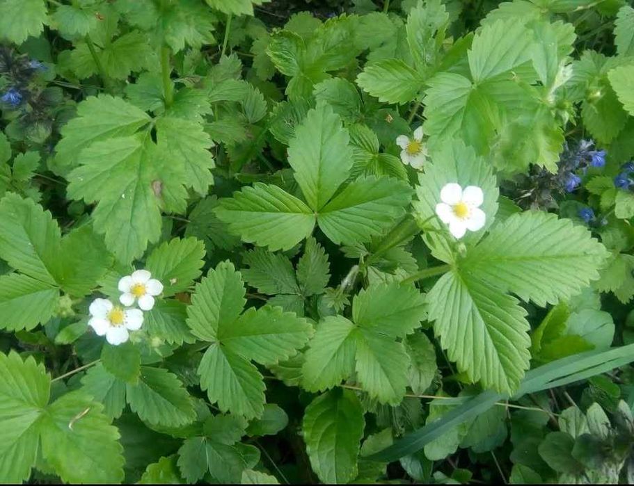 Lacramioare, caldaruse, fragi de padure si yukka de gradina  (rizomi)
