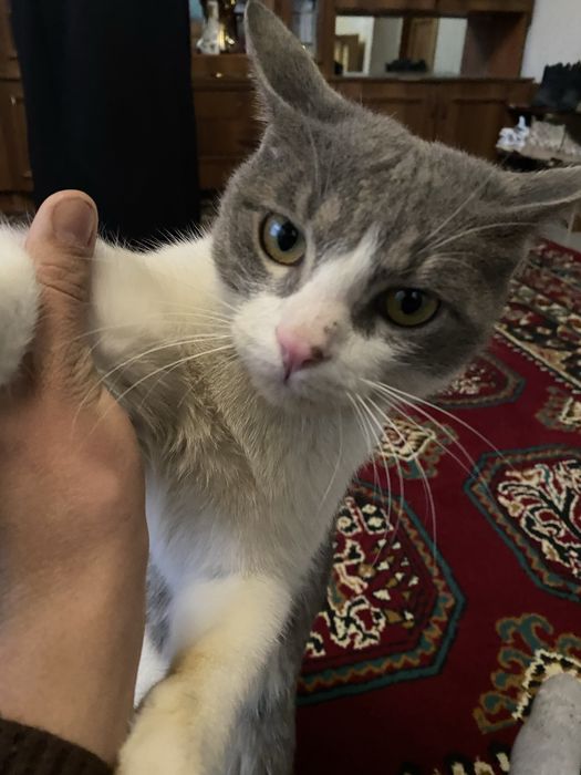 Mushuk Scottish Straight bor 7oyli