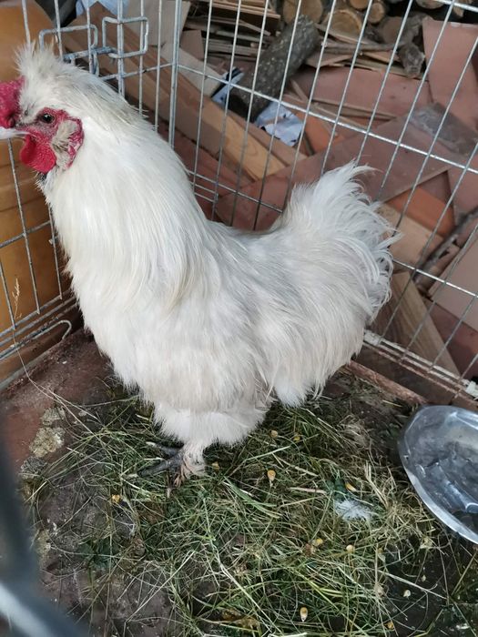 De vânzare cocos matase japoneza
