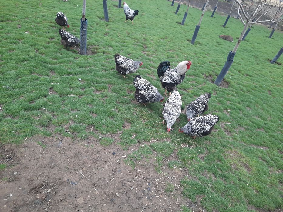 Ouă pentru incubat de la găini wyandotte( găinile nu sunt de vînzare)