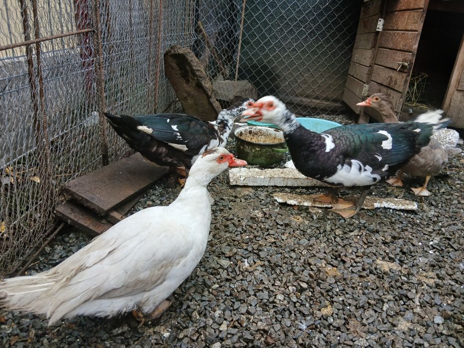 Vand rațe leșești mute