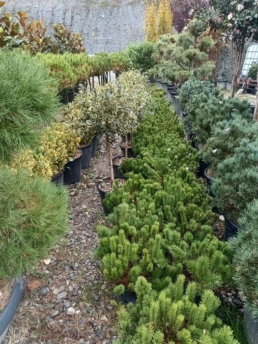 Leyladi mesteacân tuia smarald