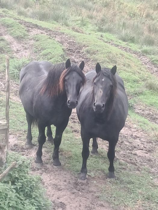 Armasar si iapa de vanzare