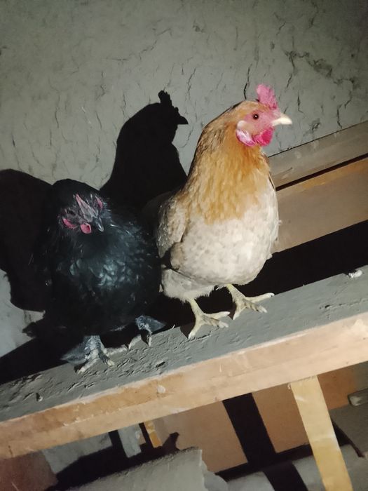 Один курочка другой петух