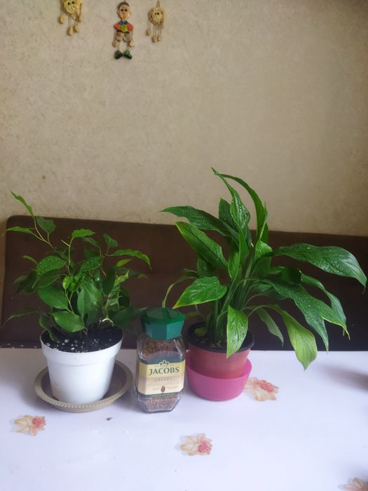 Комнатные цветы, Алматы