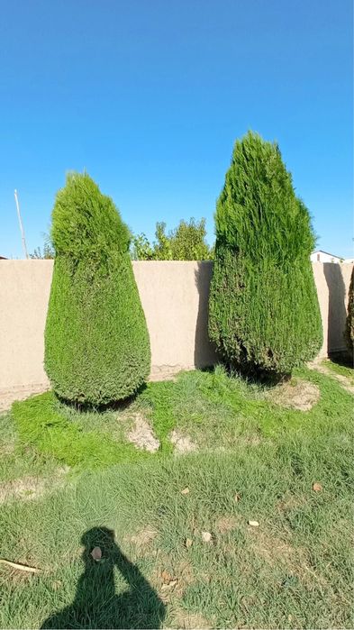 Archaga shakl berish